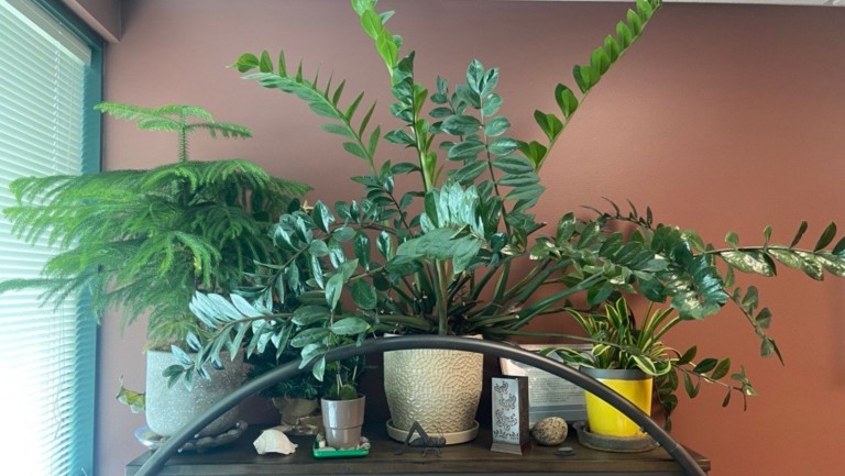 Purify Indoor Air with Plants