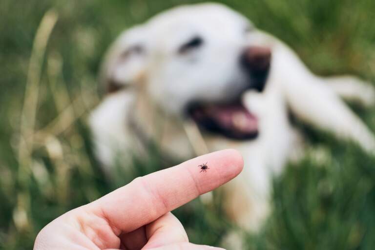 How to Remove a Tick