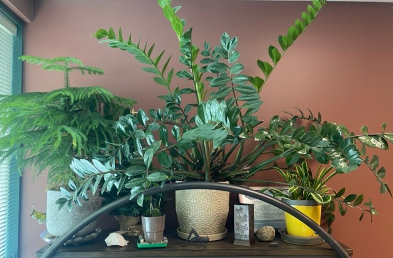 Purify Indoor Air with Plants