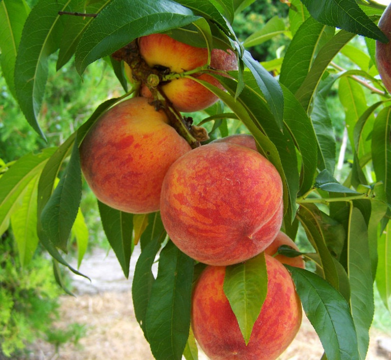 Peach Sorbet